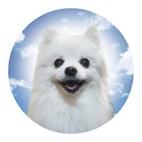 Telegram profile photo for Bork Portal