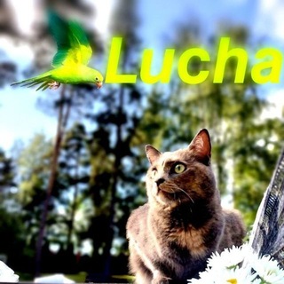 Telegram profile photo for Lucha