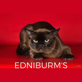 Telegram profile photo for EDNIBURM'S питомник бурм
