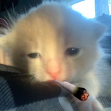 Telegram profile photo for mutual addiction