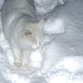 Telegram profile photo for сломленность
