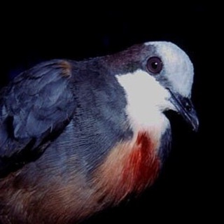 Telegram profile photo for Escapizm 🕊️