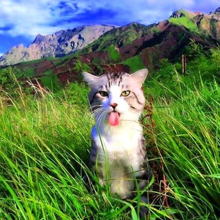 Telegram profile photo for Трубзавод