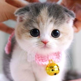 Telegram profile photo for نبـٌْـٰﺾ H گـٰﻟـٰبي♫