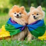 Telegram profile photo for мисспроноунс дни