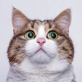 Telegram profile photo for 随便发点