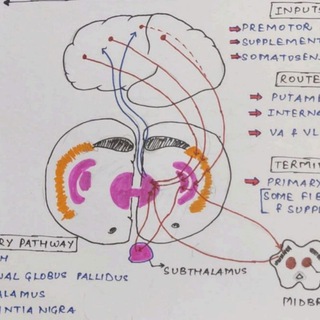 Telegram profile photo for Mbbs University Notes