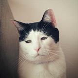 Telegram profile photo for $PANCHO - Portal