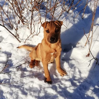 Telegram profile photo for КовЧЕГ - приют для собак п. Чегдомын