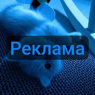 Telegram profile photo for Реклама/прайс/отзывы