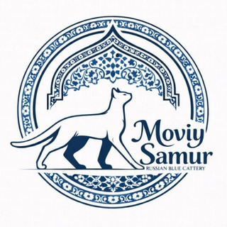 Telegram profile photo for "Moviy Samur" Russian Blue Cattery