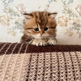 Telegram profile photo for Ирис Кис-Кис