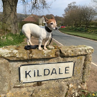 Telegram profile photo for One Man and His Dog 🐾 🐾