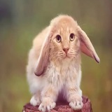 Telegram profile photo for Спартук анти ГТА