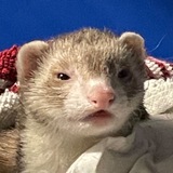 Telegram profile photo for The goob tube