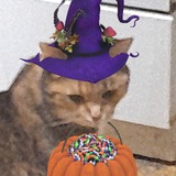 Telegram profile photo for (архив) Я всего лишь котёнок