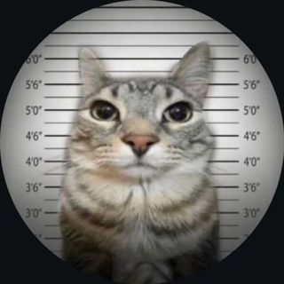 Telegram profile photo for FRENZY ACCOUNTS