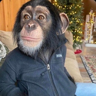 Telegram profile photo for прайс yanchika
