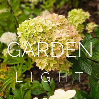 Telegram profile photo for Питомник гортензий Garden Light / Гарден Лайт