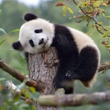 Telegram profile photo for PandaCalls-no paid promo|熊猫电话无广告