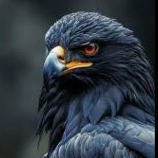 Telegram profile photo for FOREST EAGLE