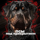 Telegram profile photo for ᴨᴄы ᴨод ᴨᴩиᴋᴩыᴛиᴇʍ🕶️