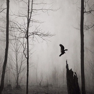 Telegram profile photo for Dark Sky