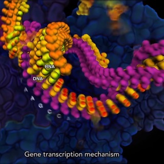 Telegram profile photo for Molekularbiologie