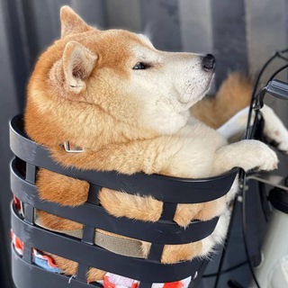 Telegram profile photo for Толстые Собаки