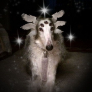 Telegram profile photo for metamorphosis