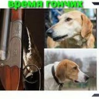 Telegram profile photo for Время Гончих. Охота с гончими