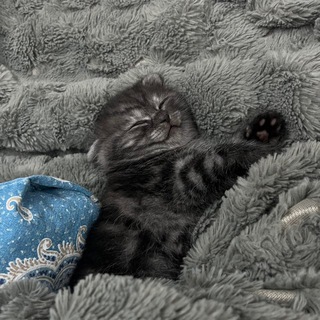 Telegram profile photo for Милые котики 🐾