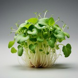Telegram profile photo for 🌱 Микрозелень ВРН ☘️