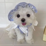 Telegram profile photo for 宝宝的家| Китайский язык🩵