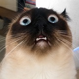 Telegram profile photo for mervthecat