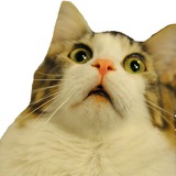 Telegram profile photo for Пушистые обормотики | Котики