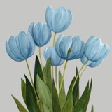 Telegram profile photo for توليب|Tulip💙