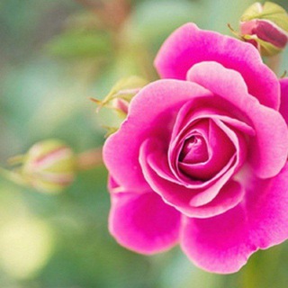 Telegram profile photo for 🌷المرأة والثقافة الزوجية🌷