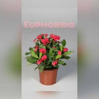 Telegram profile photo for گلخانه ایفوربیا