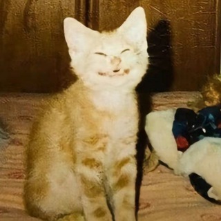 Telegram profile photo for алло это угктид???