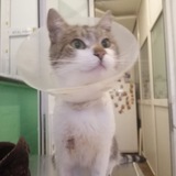 Telegram profile photo for Киевский кот - Cat lovers club 🐈