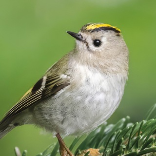 Telegram profile photo for Необычные животные | Удивительная природа