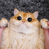 Telegram profile photo for True AGG