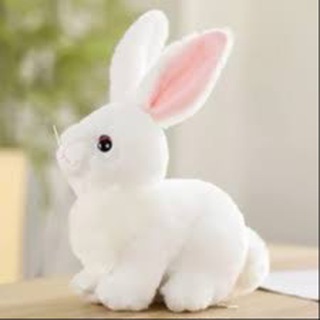 Telegram profile photo for ALGORABBIT