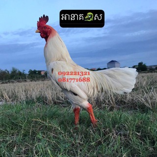 Telegram group profile photo for ααΆαπαααΌααααπ°ππ₯°