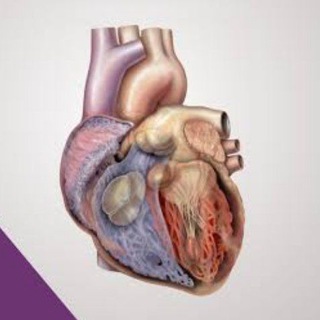 Telegram profile photo for Anatomy Pratical