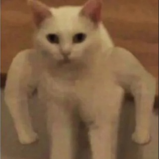 Telegram profile photo for Коробочные коты