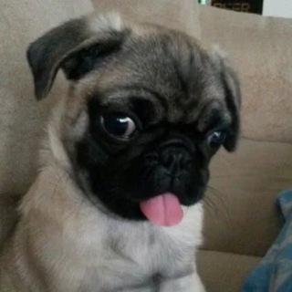 Telegram profile photo for $}|'