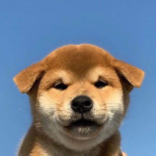 Telegram profile photo for moyacoinsol || $MOYA portal