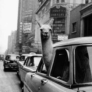 Telegram group profile photo for Malina group🦙 (чат/обсуждение)